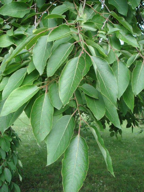 Diospyros kaki feuille